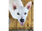 Adopt Snowball a Tan/Yellow/Fawn - with White Labrador Retriever dog in Federal