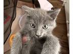 Adopt Grayson a Domestic Shorthair (short coat) cat in Frankfort, MI (38952677)