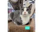 Adopt Kino a Domestic Shorthair / Mixed (short coat) cat in Richmond