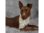 Adopt Stitch a Brown/Chocolate Shepherd (Unknown Type) / Mixed dog in Yuma
