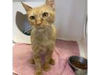 Adopt Cawlin a Orange or Red Domestic Shorthair / Mixed cat in Columbus