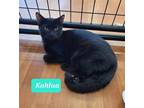 Adopt Kahlua a Domestic Shorthair / Mixed (short coat) cat in Richmond