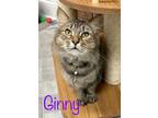 Adopt Jenny a Domestic Mediumhair / Mixed (short coat) cat in Rome