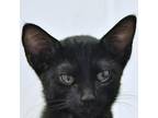 Adopt Vintage a All Black Domestic Shorthair / Mixed cat in Ottawa