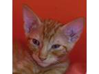 Adopt Acorn a Orange or Red Domestic Shorthair / Mixed cat in Ottawa