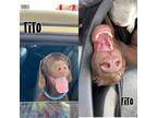 Adopt Tito Puppy a Labrador Retriever / Mixed Breed (Medium) / Mixed dog in