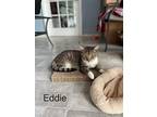 Adopt Eddie a Domestic Shorthair / Mixed (short coat) cat in Rome, GA (38954666)