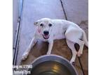 Adopt Jang-mi a White - with Tan, Yellow or Fawn American Pit Bull Terrier /