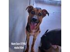 Adopt Nam-Sun a Brown/Chocolate German Shepherd Dog / Australian Kelpie / Mixed