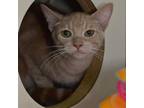 Adopt Vanilla a Tan or Fawn Tabby Domestic Shorthair / Mixed cat in Ottawa