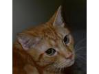 Adopt Fluffy a Orange or Red Domestic Shorthair / Mixed cat in Ottawa