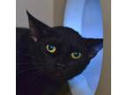 Adopt Mocha a All Black Domestic Shorthair / Mixed cat in Ottawa, KS (38953024)
