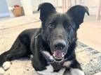 Adopt Angus a Black Mixed Breed (Medium) / Mixed dog in Georgetown