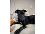 Adopt Scootaloo a Black American Pit Bull Terrier / Mixed dog in Fresno