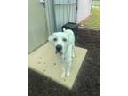 Adopt Chubb a Mastiff / Great Pyrenees / Mixed dog in Greenville, OH (38958372)
