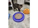 Adopt Westley 'Chevy' a Brown or Chocolate Domestic Shorthair / Domestic