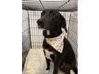 Adopt Frida a Black Beagle / Labrador Retriever / Mixed dog in Hyattsville