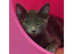 Adopt Ritz a Gray or Blue Domestic Shorthair / Mixed cat in Ottawa
