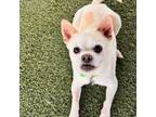 Adopt Mickey a White - with Tan, Yellow or Fawn Mixed Breed (Small) / Mixed dog