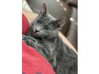 Adopt Blueberry a Gray or Blue American Shorthair / Mixed (short coat) cat in
