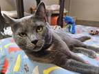 Adopt Cush a Gray or Blue Russian Blue / Domestic Shorthair / Mixed cat in New