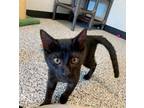 Adopt Eddie a All Black Domestic Shorthair / Domestic Shorthair / Mixed cat in