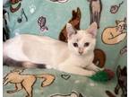 Adopt Elsa a Cream or Ivory (Mostly) Siamese (short coat) cat in Butner