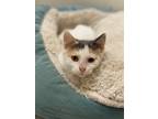 Adopt Sprinkle a Domestic Shorthair / Mixed (short coat) cat in Sprakers