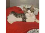 Adopt Radar a Domestic Shorthair / Mixed (short coat) cat in Sprakers