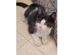 Adopt Doppler a Domestic Shorthair / Mixed (short coat) cat in Sprakers