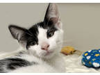 Adopt Goober a All Black Domestic Shorthair / Domestic Shorthair / Mixed cat in