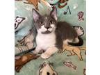 Adopt Belle a Gray or Blue (Mostly) Domestic Shorthair (short coat) cat in