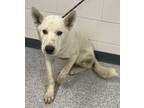 Adopt Bart a White Husky / Mixed dog in Caldwell, ID (38968466)