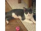 Adopt Lil Petey a Gray or Blue Domestic Shorthair / Domestic Shorthair / Mixed
