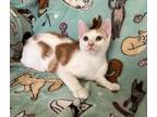 Adopt Bolt a White (Mostly) Domestic Shorthair (short coat) cat in Butner