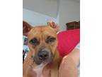 Adopt Abby a Tan/Yellow/Fawn - with White American Pit Bull Terrier / Bull