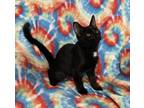 Adopt Grace a Black (Mostly) Domestic Shorthair (short coat) cat in