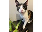 Adopt Rocky a Calico or Dilute Calico Domestic Shorthair (short coat) cat in