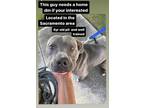 Adopt Kida a Gray/Silver/Salt & Pepper - with White Bull Terrier / Mixed dog in
