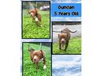 Adopt Duncan a Red/Golden/Orange/Chestnut Boxer / Mixed dog in Palos Heights