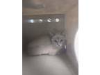 Adopt 53968282 a Gray or Blue Siamese / Domestic Shorthair / Mixed cat in Los