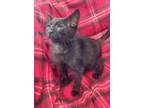 Adopt Hissy a All Black Domestic Shorthair / Domestic Shorthair / Mixed cat in