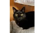 Adopt Bough a All Black Domestic Shorthair / Domestic Shorthair / Mixed cat in