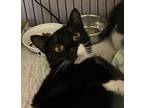 Adopt Elvie a Black & White or Tuxedo Domestic Shorthair (short coat) cat in New