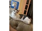 Adopt Babygirl a Calico or Dilute Calico Calico / Mixed (short coat) cat in