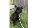 Adopt Pixie a Black American Pit Bull Terrier / Terrier (Unknown Type