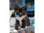 Adopt Button a Black & White or Tuxedo Domestic Shorthair (short coat) cat in