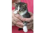 Adopt 5 kittens a Gray or Blue (Mostly) American Shorthair / Mixed (short coat)