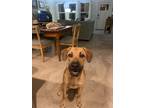 Adopt Lola a Tan/Yellow/Fawn - with Black Black Mouth Cur / Great Dane / Mixed