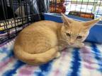 Adopt Little Lion a Orange or Red (Mostly) Domestic Shorthair (short coat) cat